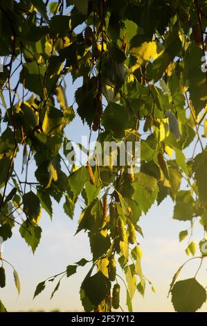 Branches de bouleau avec des chatons et de jeunes feuilles contre un bleu vue rapprochée du ciel Banque D'Images