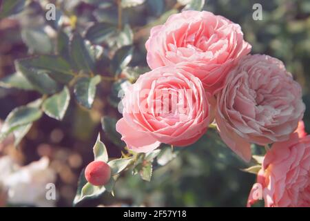 Roses roses en fleur de gros plan. Belles roses dans un jardin roses dans un jardin Banque D'Images