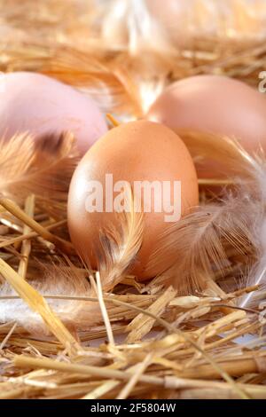 œufs frais dans un nid Banque D'Images