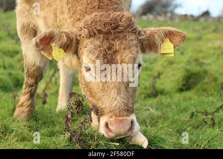 Bovins : gros plan de la race Charolais broutage de taureaux sur des terres agricoles en Irlande rurale Banque D'Images