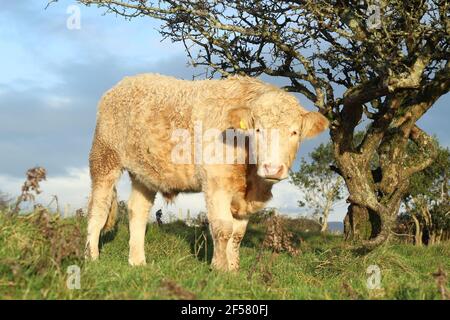 Bovins: Charolais race boulonnaire debout à côté de l'arbre d'aubépine dans la lumière du soleil sur les terres agricoles en Irlande rurale Banque D'Images