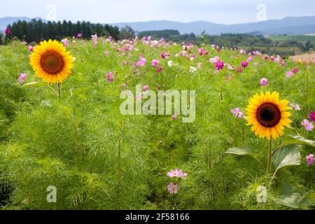 Tournesol et cosmos fleurs dans le champ avec des arbres et des montagnes en arrière-plan. Banque D'Images