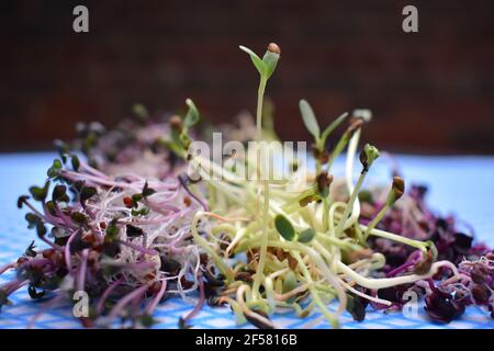 De gauche à droite de chou rouge fenugrec rambo plants de radis Le sroutage prend un effort de temps court et se sent comme avoir un mini jardin dans la cuisine Banque D'Images