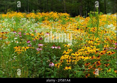 Prairie avec fleurs de coneflowers pourpres de buisson jaune, fleurs de coneflowers pourpres et forêt en arrière-plan. Banque D'Images