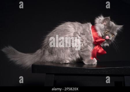 Drôle long chaton gris poil posé portant un gros noeud rouge, léchant son nez. Banque D'Images