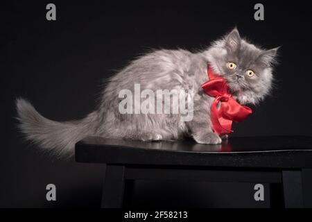 Magnifique portrait d'un long chaton aux cheveux portant un gros noeud rouge. Banque D'Images