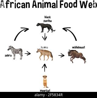 African Animal Food Web pour l'illustration de l'éducation Illustration de Vecteur