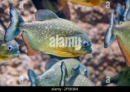 Le piranha à ventre rouge (Pygocentrus nattereri) est une espèce de piranha originaire d'Amérique du Sud. Ils sont omnivores des pagers et se nourrissent d'insectes Banque D'Images