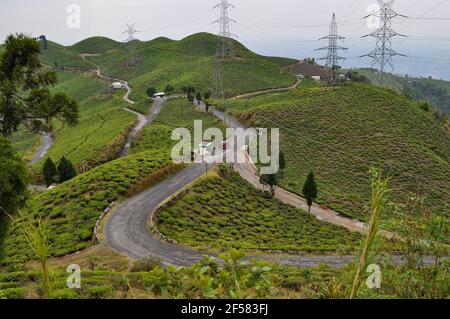 Le jardin de thé biologique s'étend sur une pente, cultivé dans le district de Darjeeling. Banque D'Images