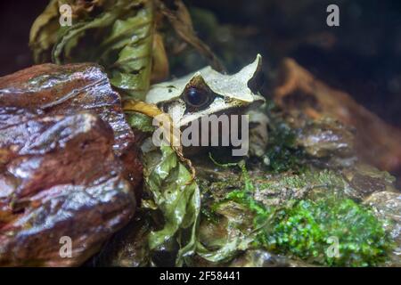 La grenouille à cornes longues (Megophrys nasuta) est une espèce de grenouille limitée aux zones de la forêt tropicale Du sud de la Thaïlande et de la Malaisie péninsulaire Banque D'Images