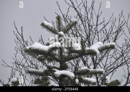 Pin chargé de neige et de brume argentée et dense brouillard Banque D'Images