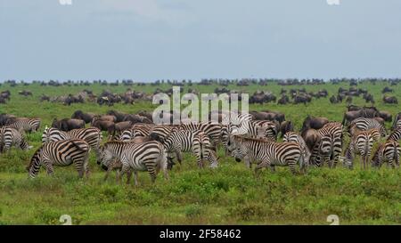 Bêtes de flétrissure (Connochaetes taurinus) et zèbres de plaines (Equus quagga) en pâturage, Ndutu, aire de conservation de Ngorongoro, Serengeti, Tanzanie. Banque D'Images