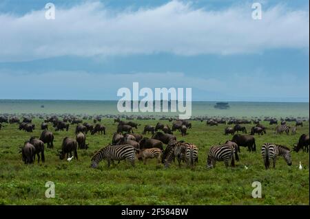 Bêtes de flétrissure (Connochaetes taurinus) et zèbres de plaines (Equus quagga) en pâturage, Ndutu, aire de conservation de Ngorongoro, Serengeti, Tanzanie. Banque D'Images