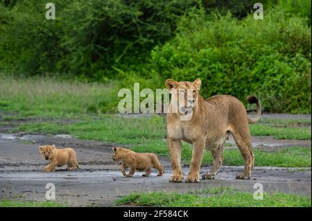 Une lionne (Panthera leo) avec ses 4 semaines de petits, Ndutu, zone de conservation de Ngorongoro, Serengeti, Tanzanie. Banque D'Images