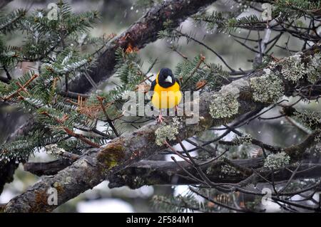 L'oiseau à capuchon de couleur jaune vif à haute altitude de dix mille pieds de hauteur. Banque D'Images