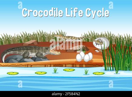 Illustration scène avec cycle de vie de crocodile Illustration de Vecteur