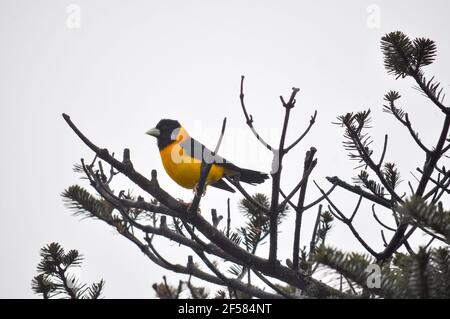 L'oiseau à capuchon de couleur jaune vif à haute altitude de dix mille pieds de hauteur. Banque D'Images