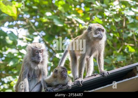 Le macaque sauvage mangeant du crabe au zoo de Singapour PRIMATE de cercopithine originaire de l'Asie du Sud-est il a une longue histoire aux côtés des humains. Banque D'Images