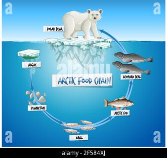 Illustration du concept de diagramme de la chaîne alimentaire arctique Illustration de Vecteur