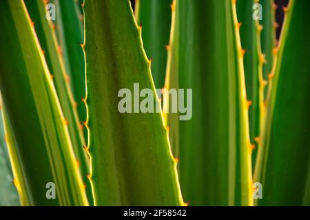 Plante de siècle d'agave verte avec bord épineux Banque D'Images