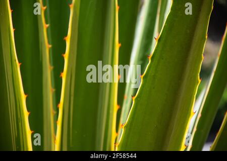 Plante de siècle d'agave verte avec bord épineux Banque D'Images