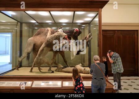 Visiteurs regardant le lion attaquer un dromadaire fabriqué par des Français Le naturaliste Edouard Verreaux expose dans le musée Carnegie d'Histoire naturelle.Pittsburgh.Pennsylvania.USA Banque D'Images