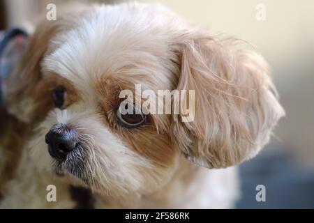 Gros plan Candle Shih Tzu brun assorti. Banque D'Images