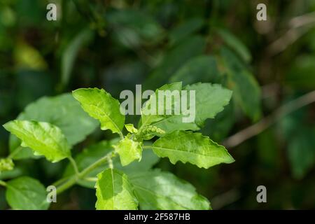 Feuille de basilic vert dans le jardin, herbes thaïlandaises, Lamiaceae, cuisine populaire en Thaïlande. Banque D'Images