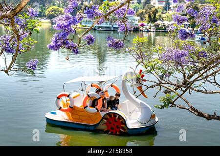 Ville de Dalat, province de Lam Dong, Vietnam - 14 mars 2021 : Jacaranda mimosifolia fleurs fleurissent sur le lac Xuan Huong dans la ville de Da Lat, province de Lam Dong, vie Banque D'Images