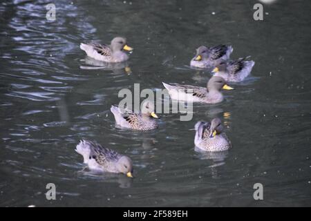 Canards sur le lac Banque D'Images