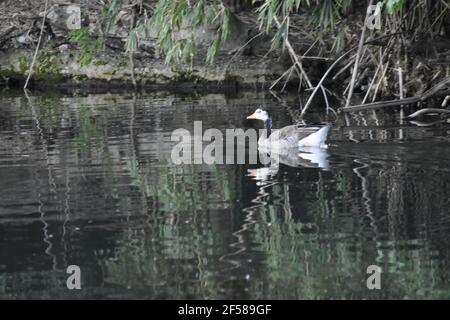 Canards sur le lac Banque D'Images