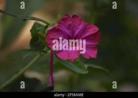 Fleur vibrant Magenta four O Clock dans Garden Bloom Banque D'Images