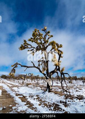 Tempête de neige printanière sur les Joshua Trees brûlés du Cima Dome, réserve nationale de Mojave, Californie, États-Unis Banque D'Images