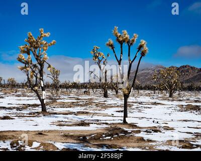Tempête de neige printanière sur les Joshua Trees brûlés du Cima Dome, réserve nationale de Mojave, Californie, États-Unis Banque D'Images