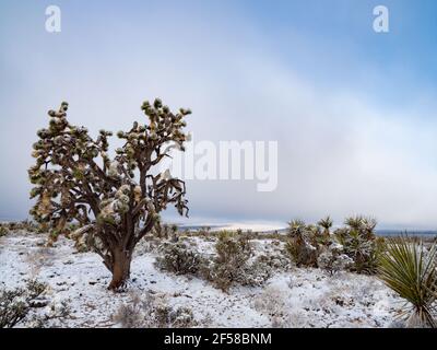 Tempête de neige printanière sur les Joshua Trees de Cima Dome, Mojave National Preserve, Californie, États-Unis Banque D'Images