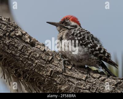 Pic à bois à dos en échelle, Dryobates scalaris, dans la réserve nationale de Mojave, Californie, États-Unis Banque D'Images