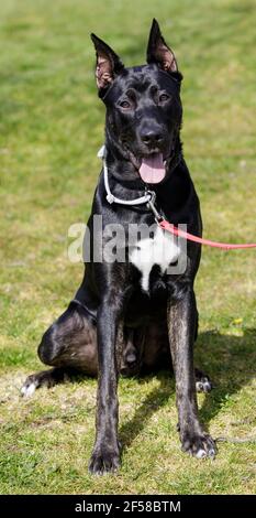 Chiot mâle Doberman Pinscher âgé de 7 mois Banque D'Images