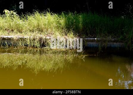 Herbe envahie reflétant dans un étang d'eau stagnant trouble Banque D'Images