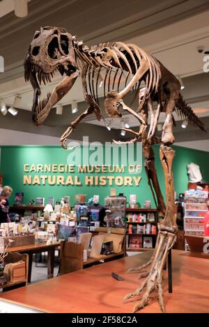 Boutique de cadeaux à l'intérieur du musée d'histoire naturelle de Carnegie avec une décoration de squelette de dinosaure en premier plan.Pittsburgh.Pennsylvania.USA Banque D'Images