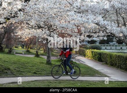 Rome, Italie. 24 mars 2021. Un homme passe à vélo en passant devant des cerisiers à Rome, en Italie, le 24 mars 2021. Credit: Cheng Tingting/Xinhua/Alay Live News Banque D'Images