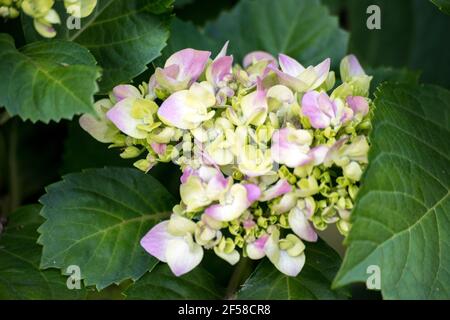 Belle fleur d'hortensia rose et verte floraison Banque D'Images