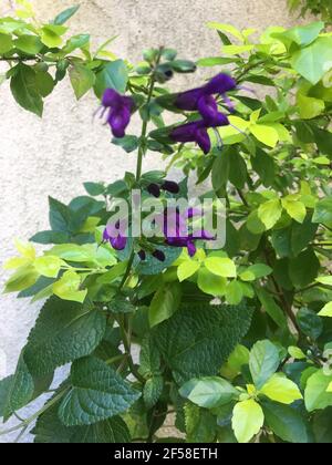 Fleurs de salvia violettes profondes fleurissant dans le cadre du jardin Banque D'Images