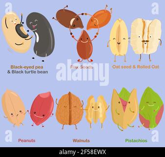 Vecteur de haricot, noix, graine - pois à oeil noir, haricot de tortue noire, graine de lin, graine d'avoine, roulé d'avoine, Arachides, noix, pistache. Un ensemble de jolies jambes colorées Illustration de Vecteur