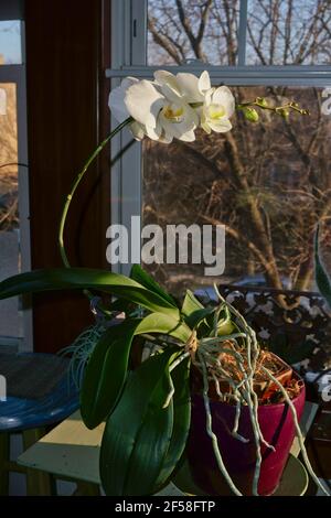 Phototropisme des plantes montrant comment les plantes se plient vers la lumière du soleil. Fleurs d'orchidées blanches parfois appelées orchidées de 'Moth'. Phalaenopsis. Banque D'Images