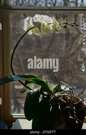 Phototropisme des plantes montrant comment les plantes se plient vers la lumière du soleil. Fleurs d'orchidées blanches parfois appelées orchidées de 'Moth'. Phalaenopsis. Banque D'Images