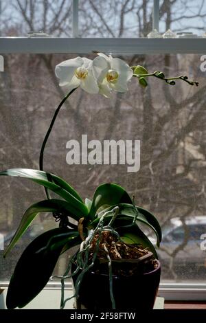 Phototropisme des plantes montrant comment les plantes se plient vers la lumière du soleil. Fleurs d'orchidées blanches parfois appelées orchidées de 'Moth'. Phalaenopsis. Banque D'Images