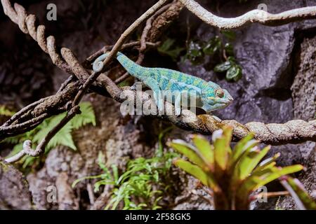 Panther Chameleon ou Furcifer pardalis dans un terrarium à l'Oceanarium à Saint-Pétersbourg, Russie. Banque D'Images