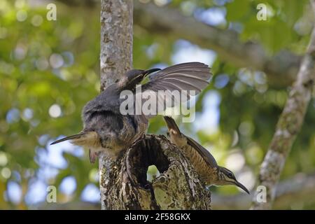 Victoria's Riflebird - alimentation sur les fruits immatures Ptiloris victoriae - Les mâles immatures affichant l'un à l'autre d'Atherton Queensland, Australi Banque D'Images