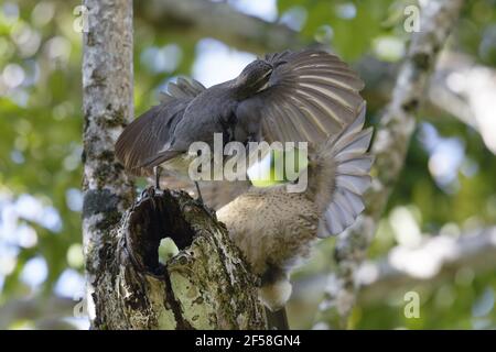 Victoria's Riflebird - alimentation sur les fruits immatures Ptiloris victoriae - Les mâles immatures affichant l'un à l'autre d'Atherton Queensland, Australi Banque D'Images