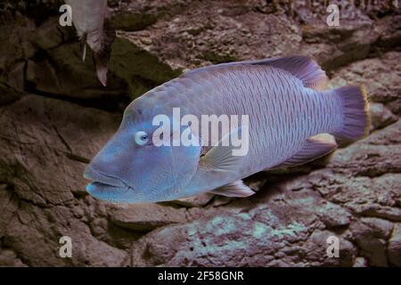 Poisson nommé Humphead Maori Wrasse ou Cheilinus undulatus dans un aquarium. Banque D'Images